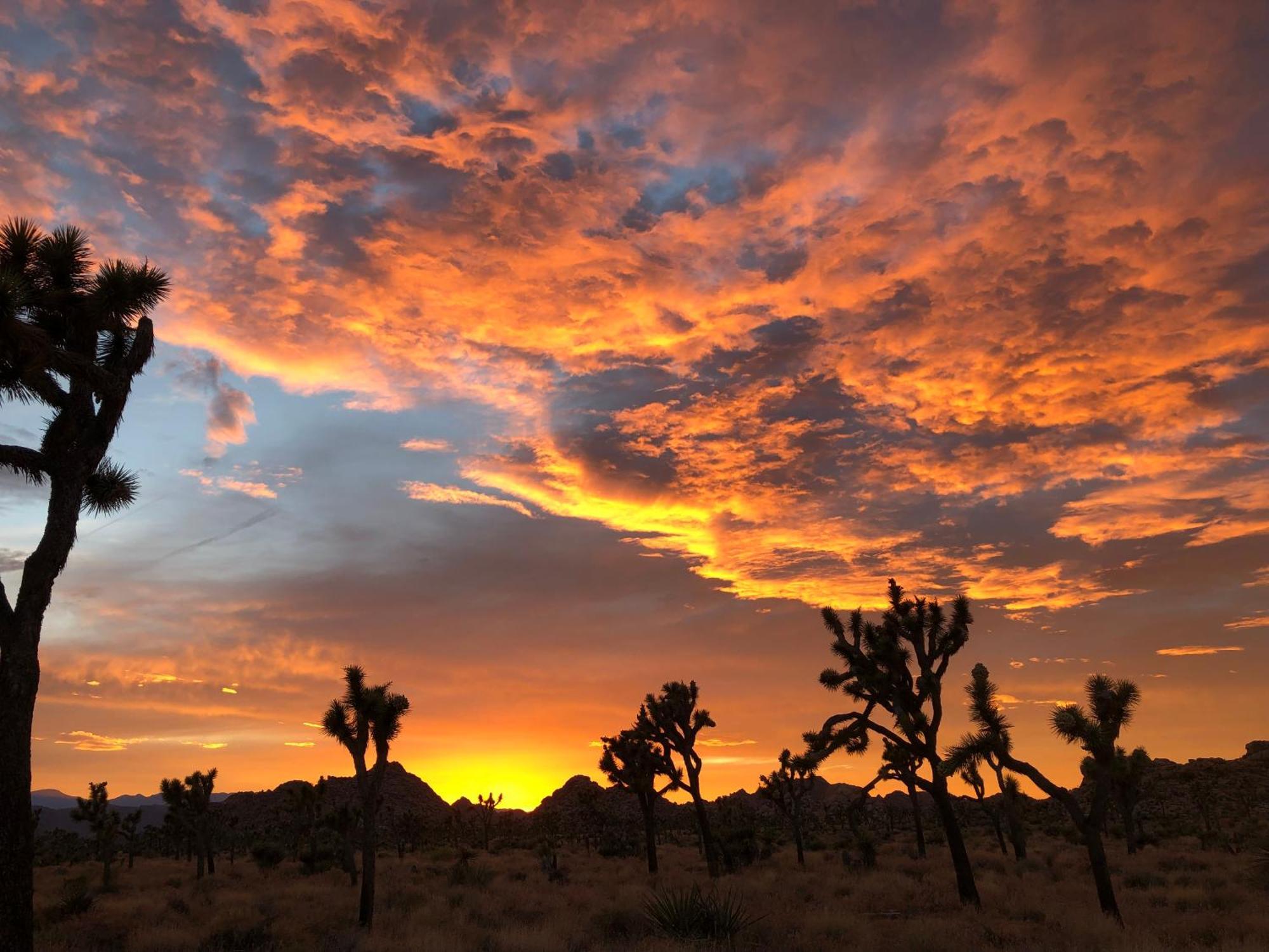 Cozy Desert Retreat With Amazing Views Only 4 Miles To Jtnp โจชัวทรี ภายนอก รูปภาพ