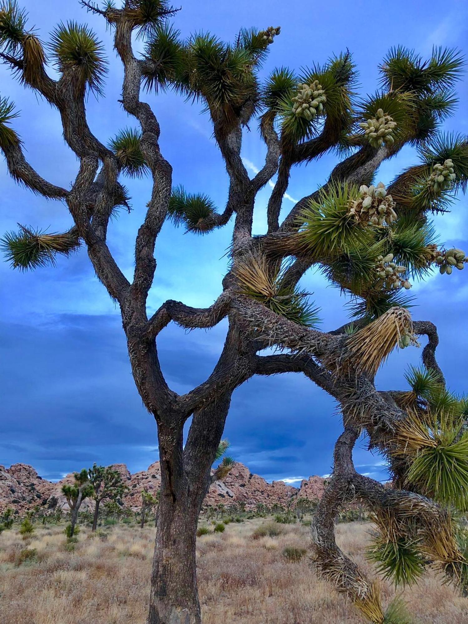Cozy Desert Retreat With Amazing Views Only 4 Miles To Jtnp โจชัวทรี ภายนอก รูปภาพ