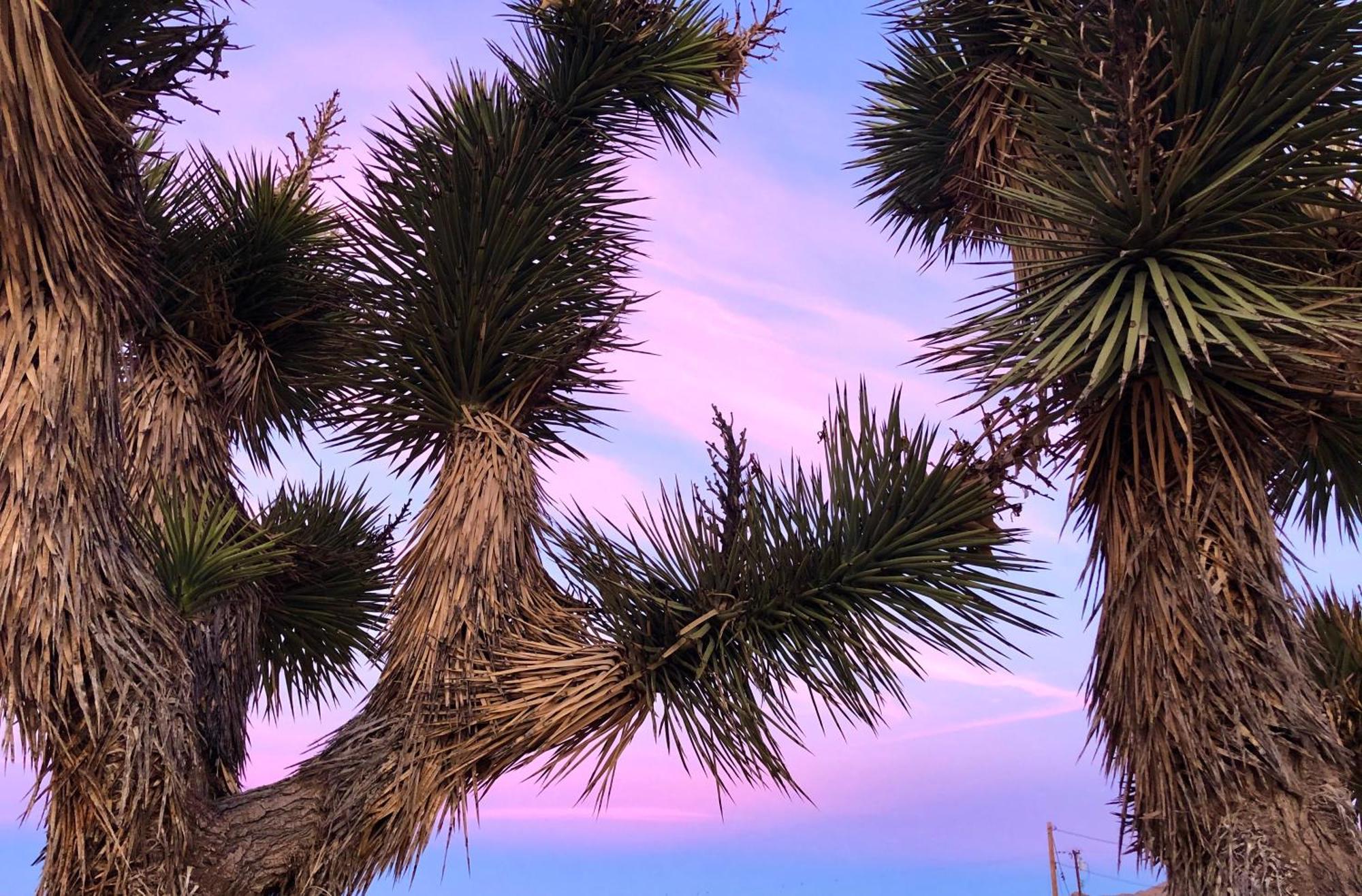 Cozy Desert Retreat With Amazing Views Only 4 Miles To Jtnp โจชัวทรี ภายนอก รูปภาพ